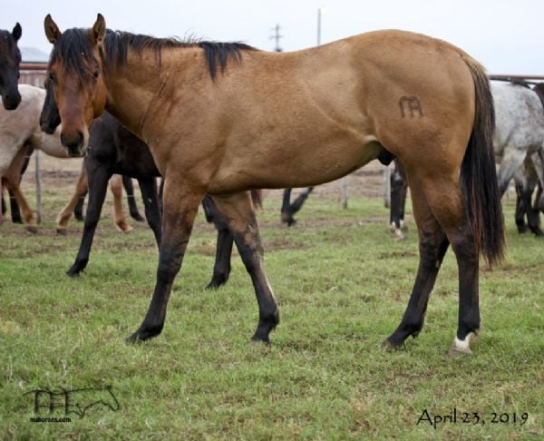 Montoya Sierra's 2017 Colt -WILY GUNSLINGER MA